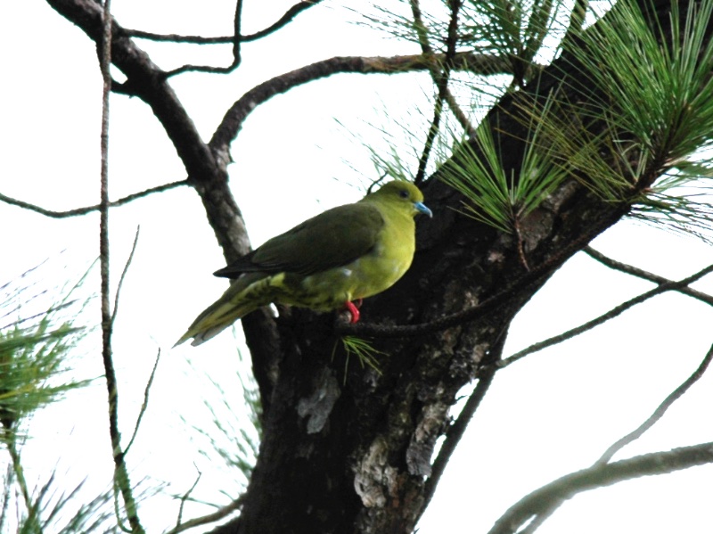Birds of South East Asia