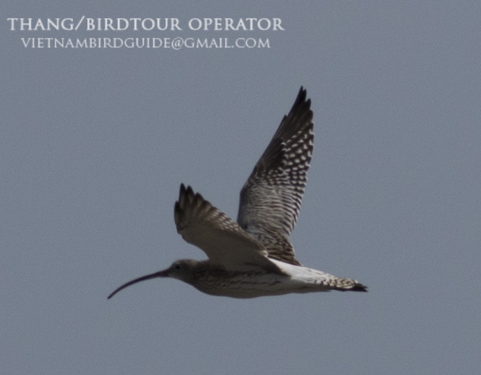 Birds of South East Asia
