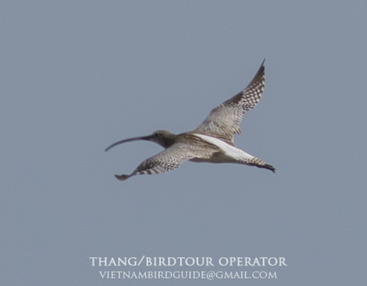Birds of South East Asia