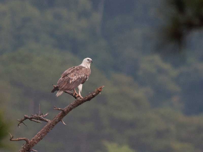 Birds of South East Asia