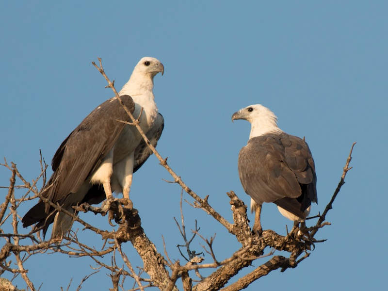 Birds of South East Asia