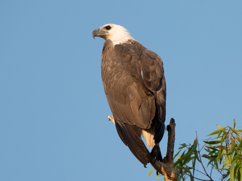 Birds of South East Asia