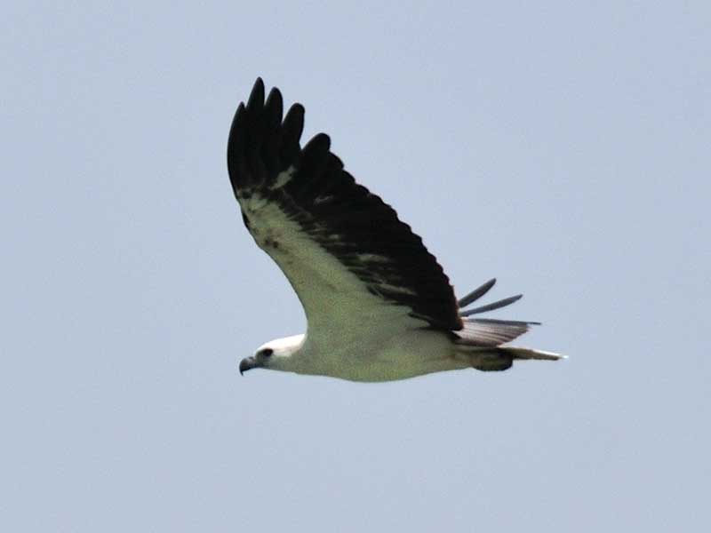 Birds of South East Asia