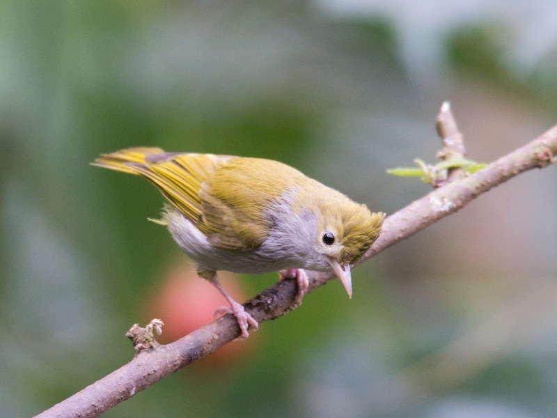 Birds of South East Asia