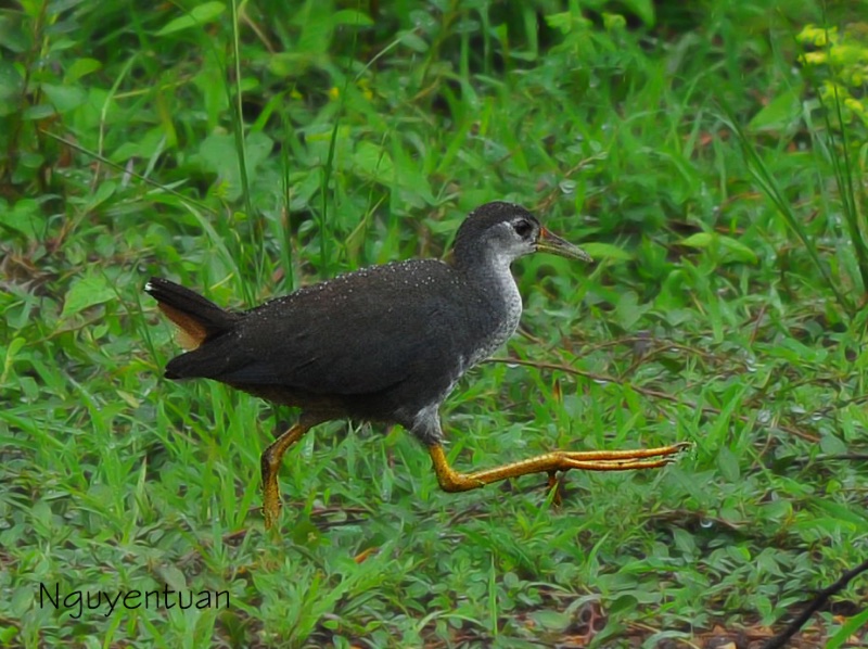 Birds of South East Asia