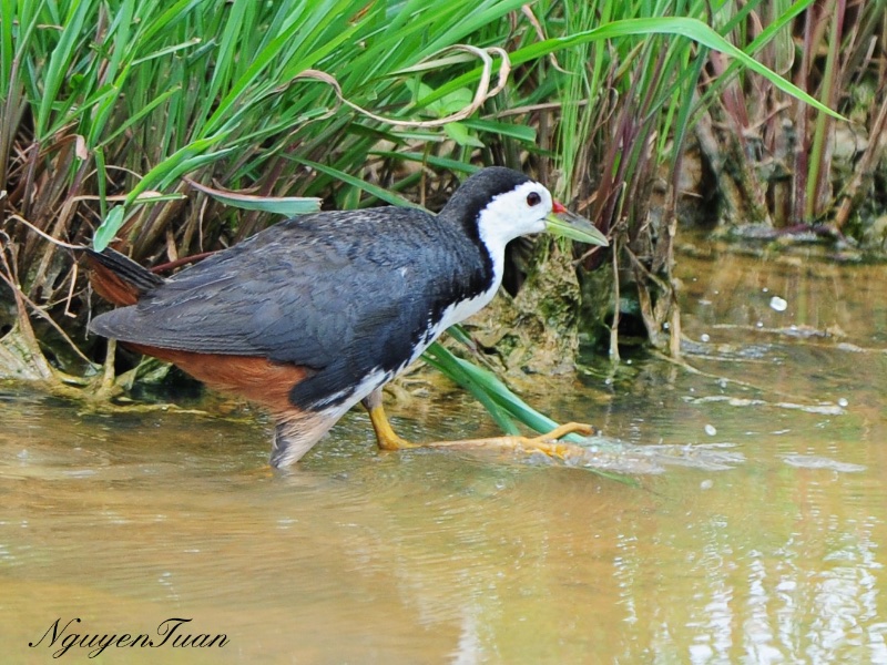 Birds of South East Asia