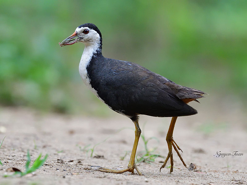 Amaurornis phoenicurus