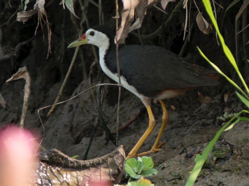 Birds of South East Asia