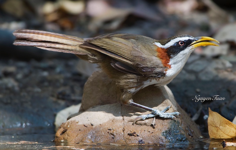Birds of South East Asia