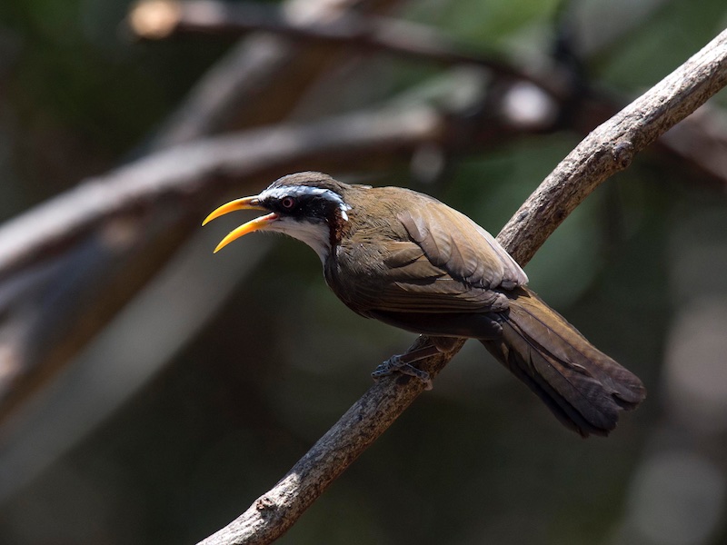 Birds of South East Asia