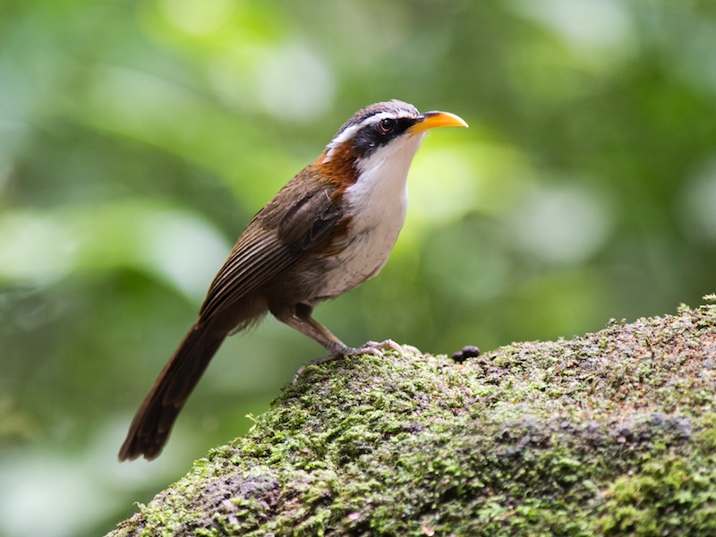 Birds of South East Asia