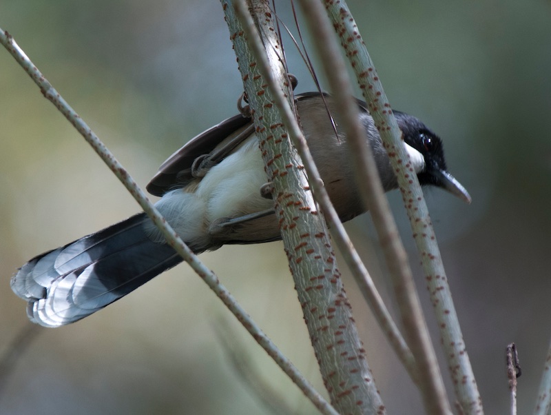 Birds of South East Asia