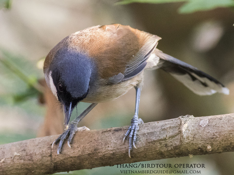 Birds of South East Asia