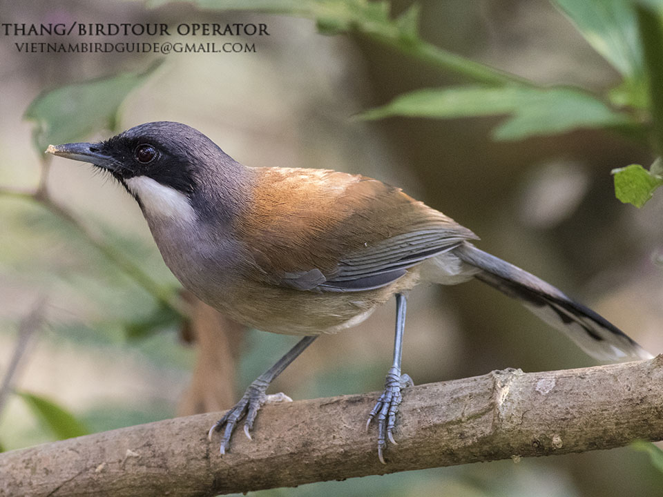 Birds of South East Asia