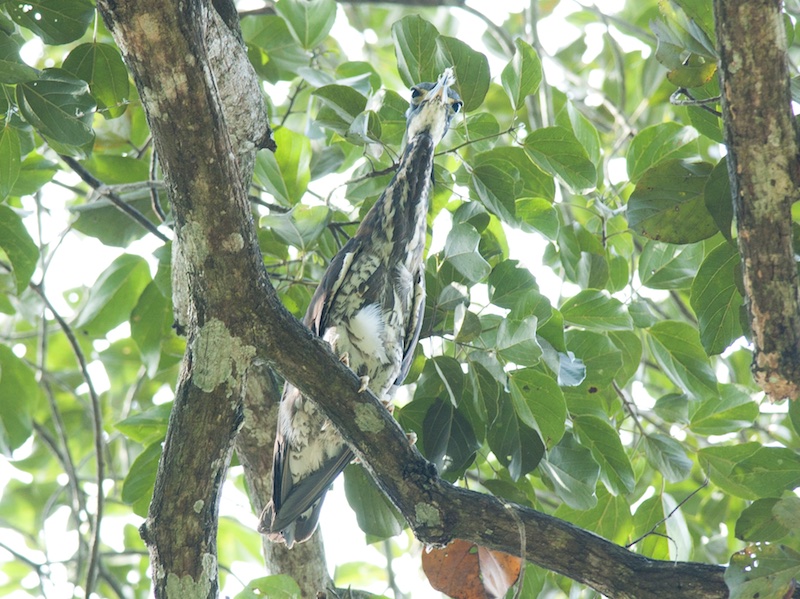 Birds of South East Asia