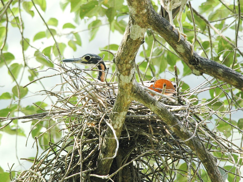 Birds of South East Asia