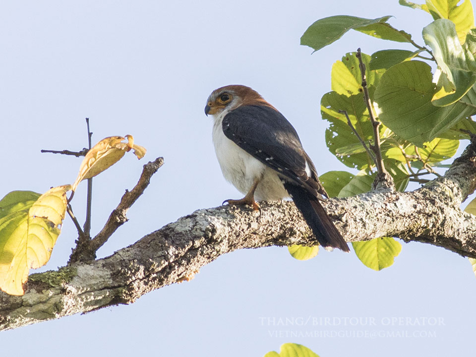 Birds of South East Asia