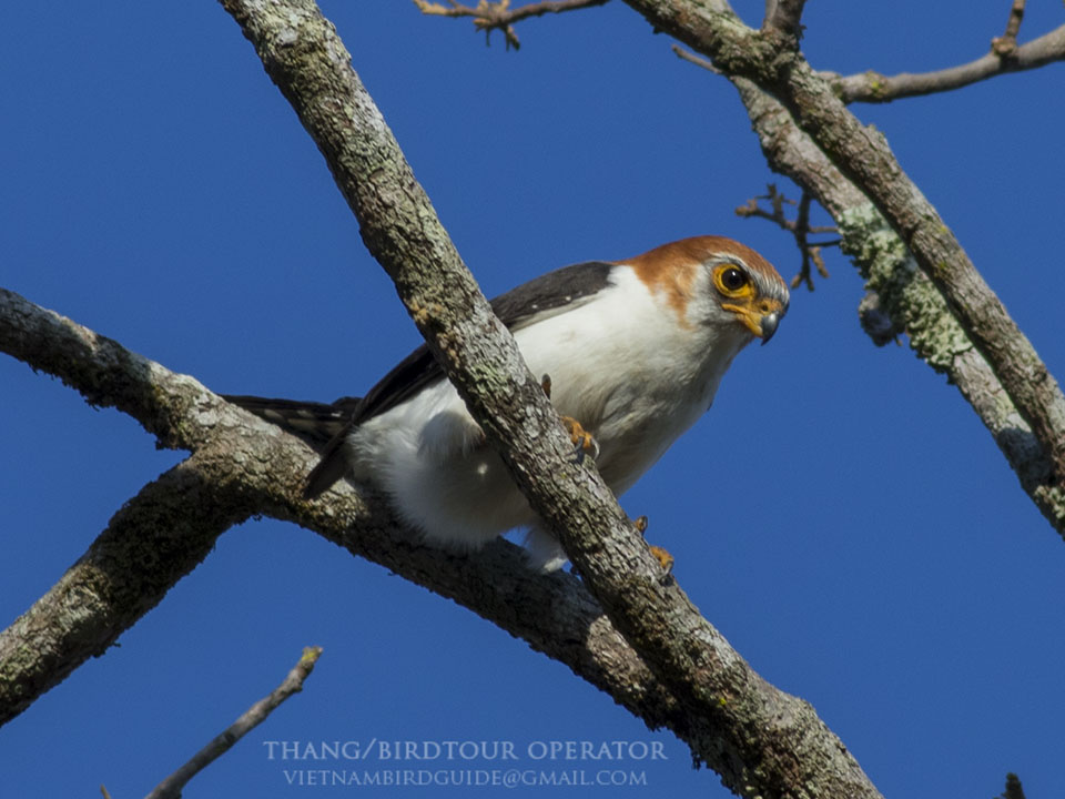 Birds of South East Asia