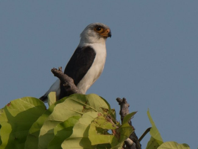Birds of South East Asia
