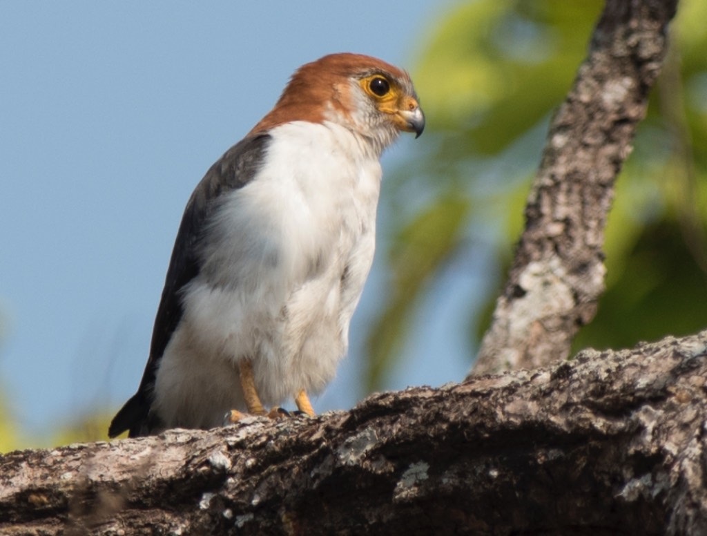 Birds of South East Asia