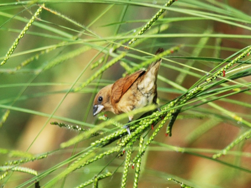 Birds of South East Asia