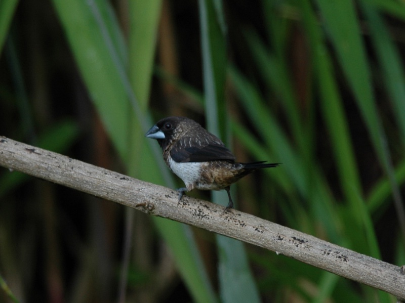 Birds of South East Asia