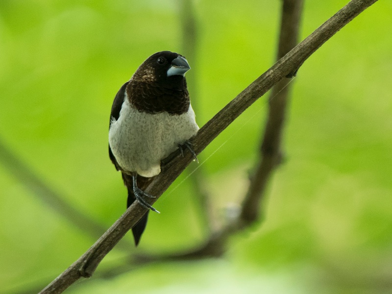 Birds of South East Asia