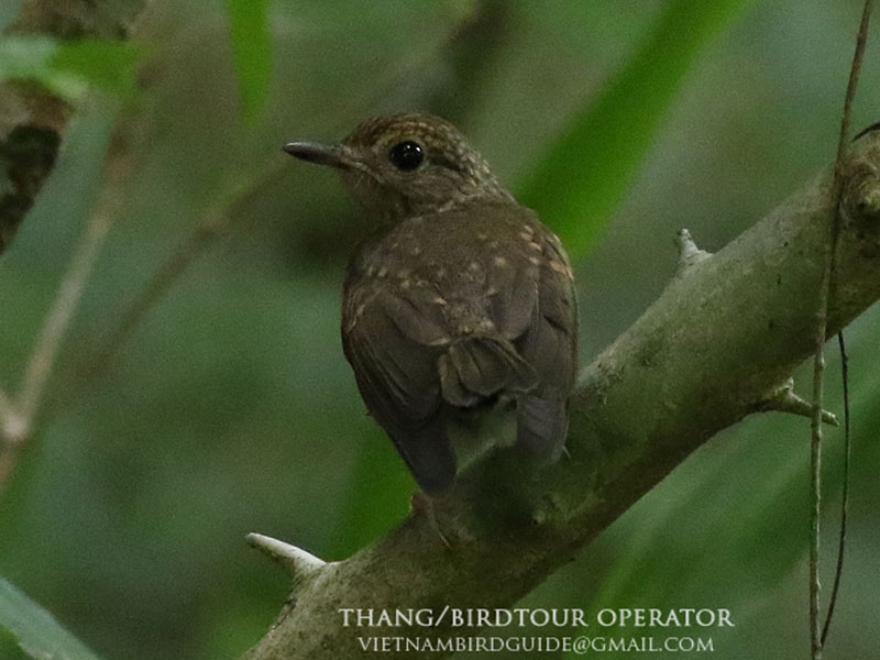 Birds of South East Asia