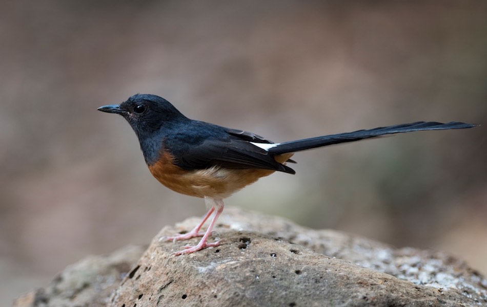 Birds of South East Asia