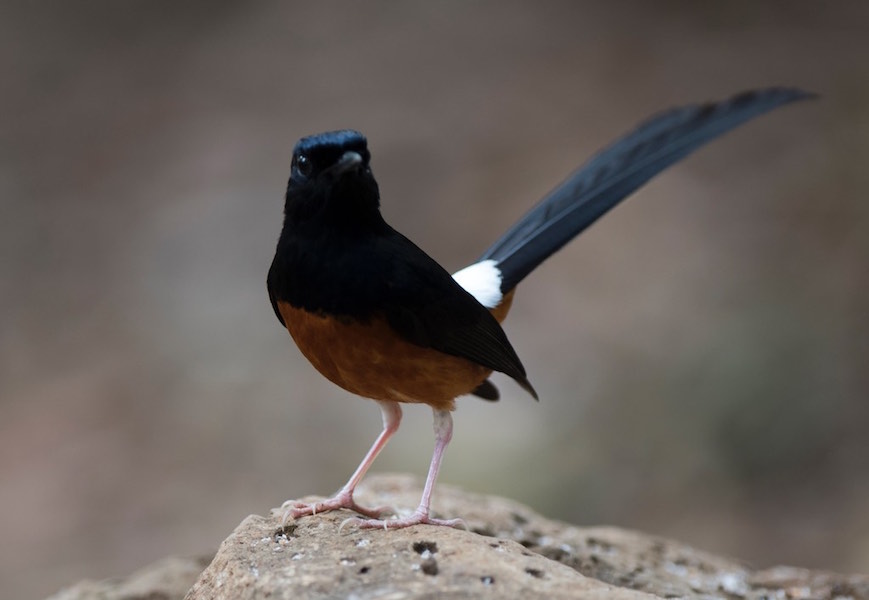 Birds of South East Asia