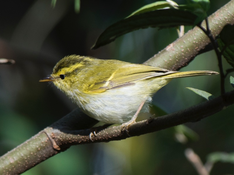 Birds of South East Asia