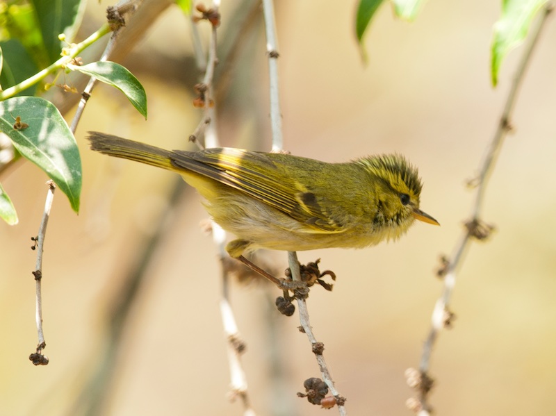 Birds of South East Asia