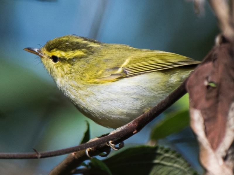 Birds of South East Asia