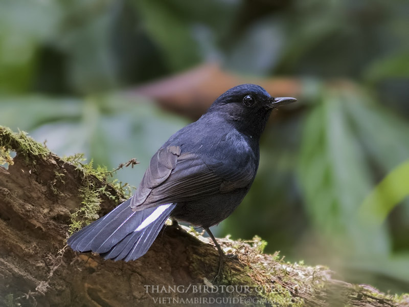 Birds of South East Asia