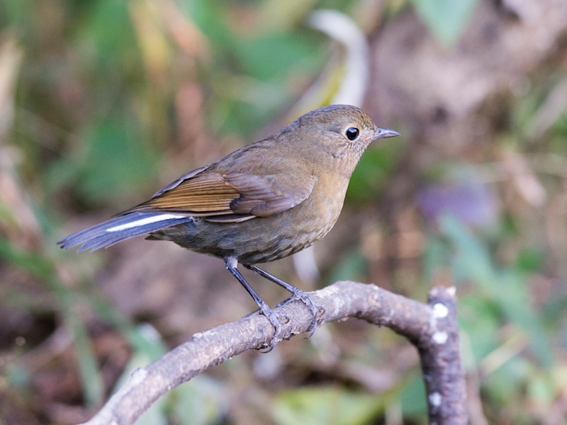 Birds of South East Asia