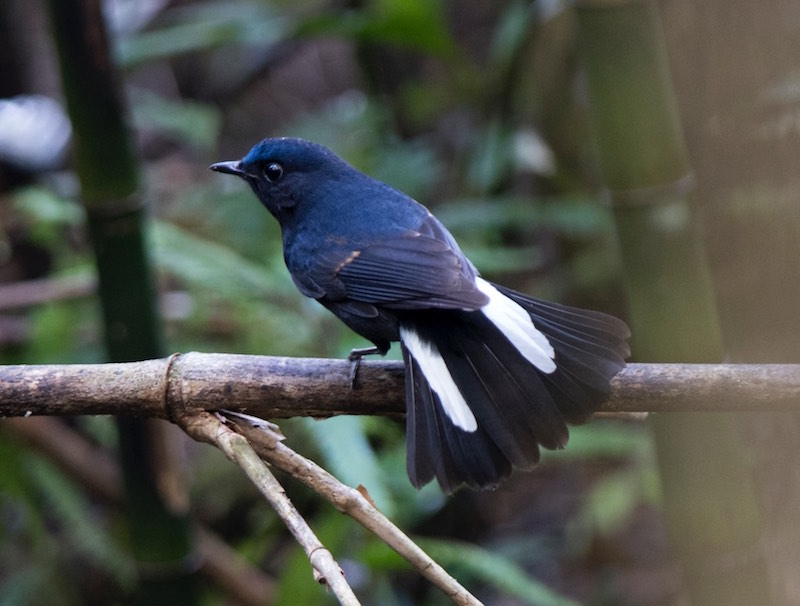 Birds of South East Asia