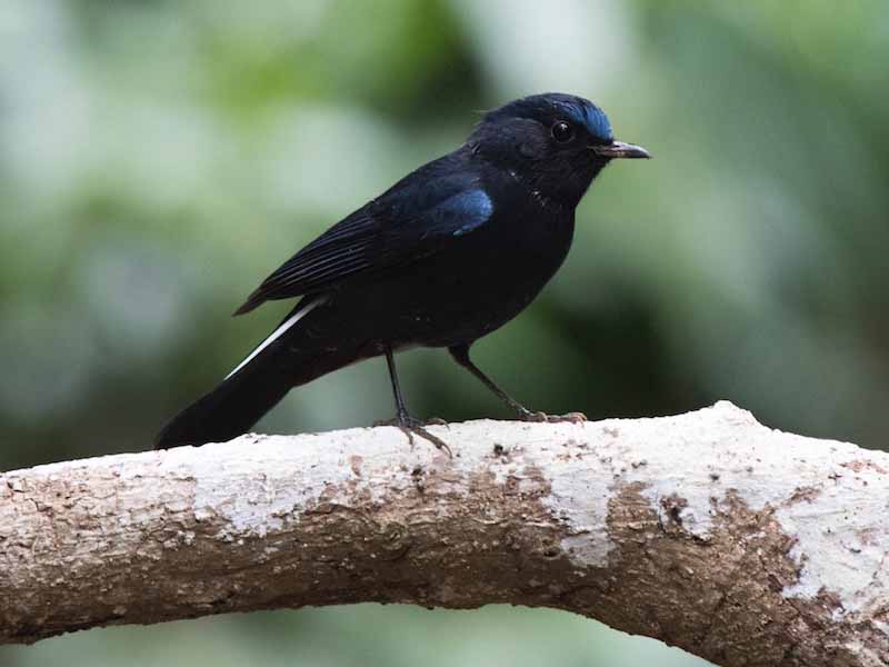 Birds of South East Asia