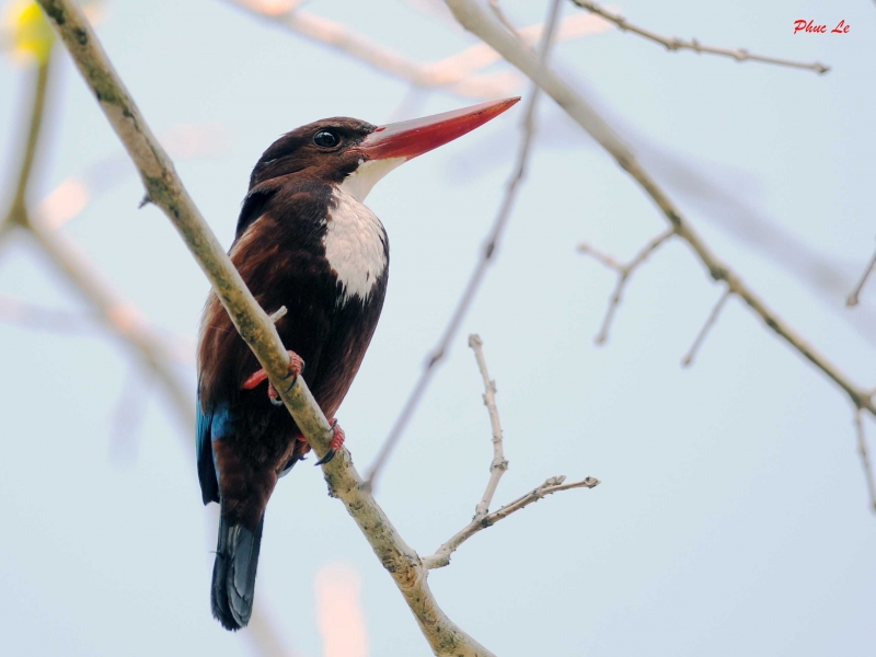 Birds of South East Asia