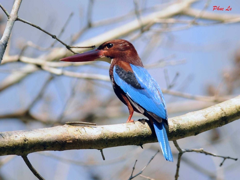 Birds of South East Asia