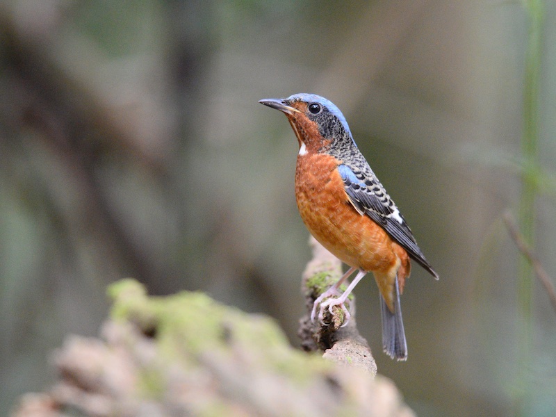 Birds of South East Asia