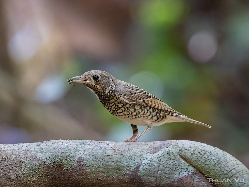 Birds of South East Asia
