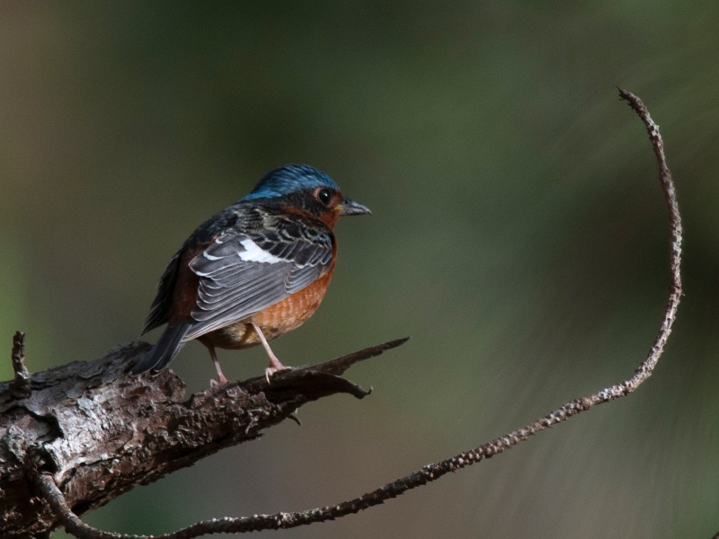 Birds of South East Asia