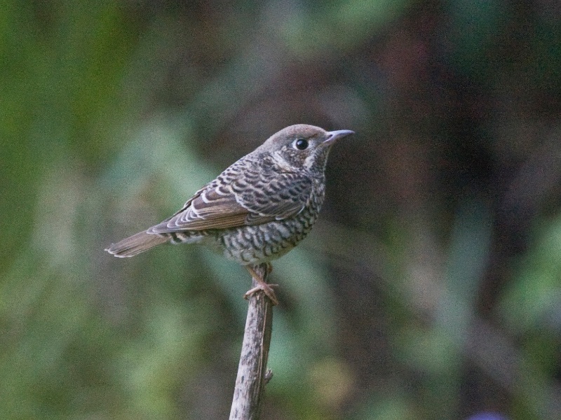 Birds of South East Asia