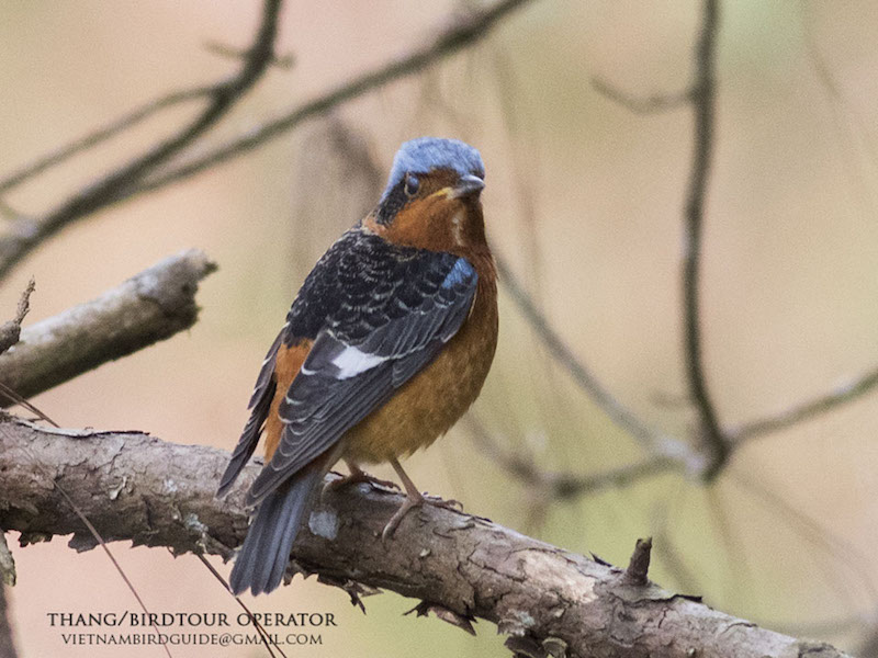 Birds of South East Asia
