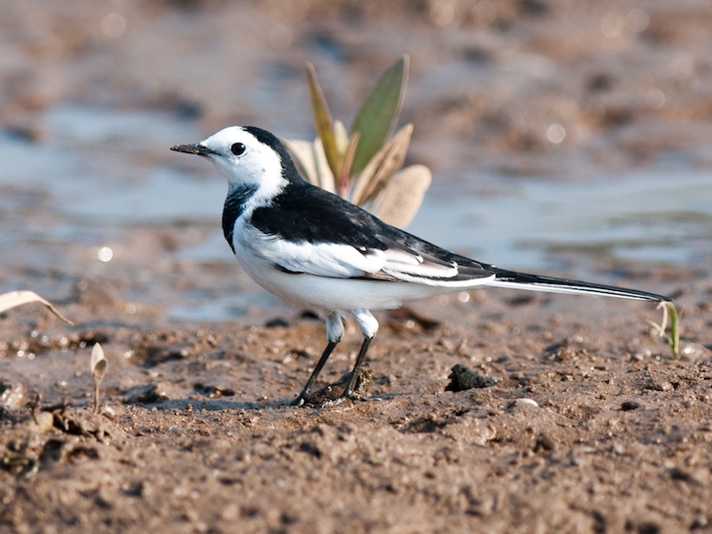 Birds of South East Asia