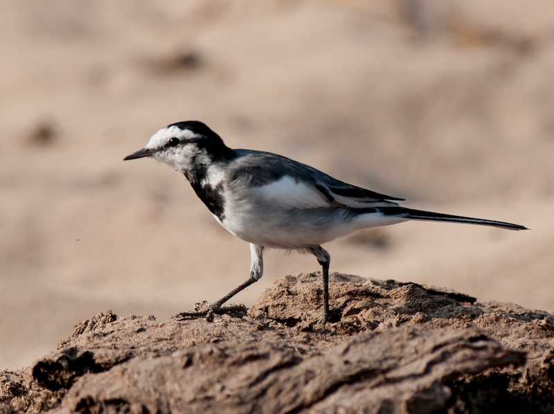 Birds of South East Asia