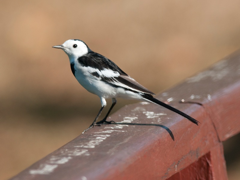 Birds of South East Asia