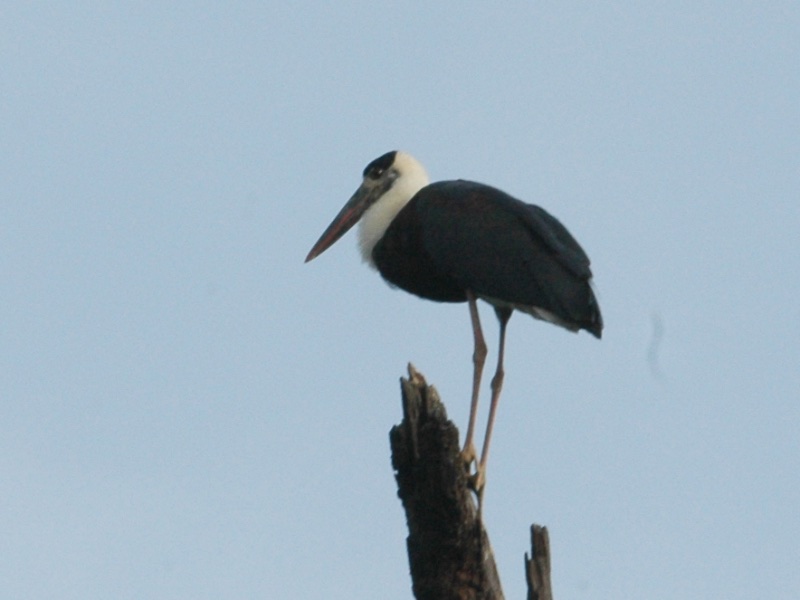 Birds of South East Asia