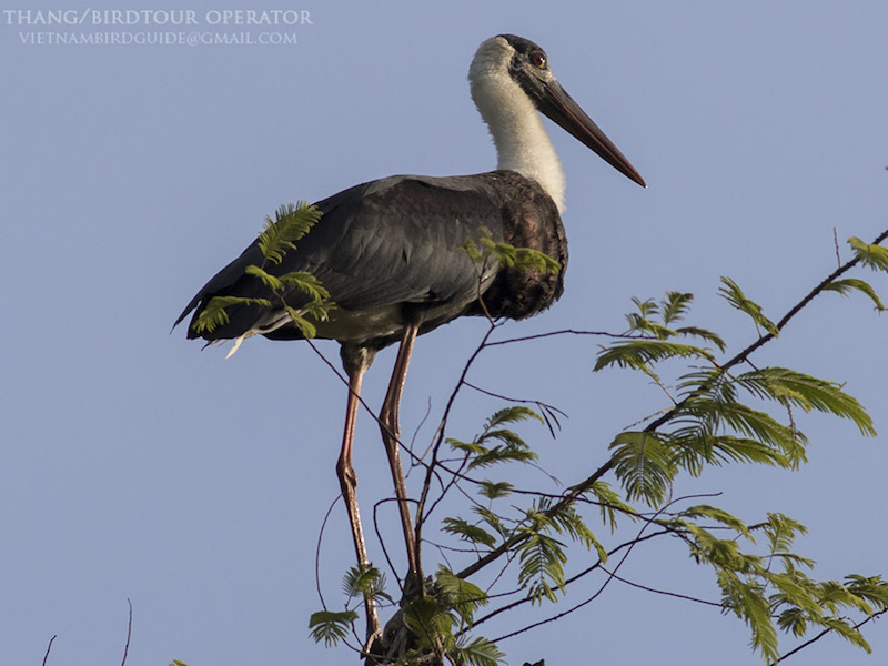 Birds of South East Asia