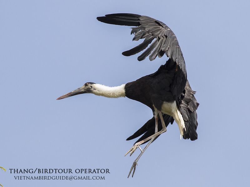 Birds of South East Asia